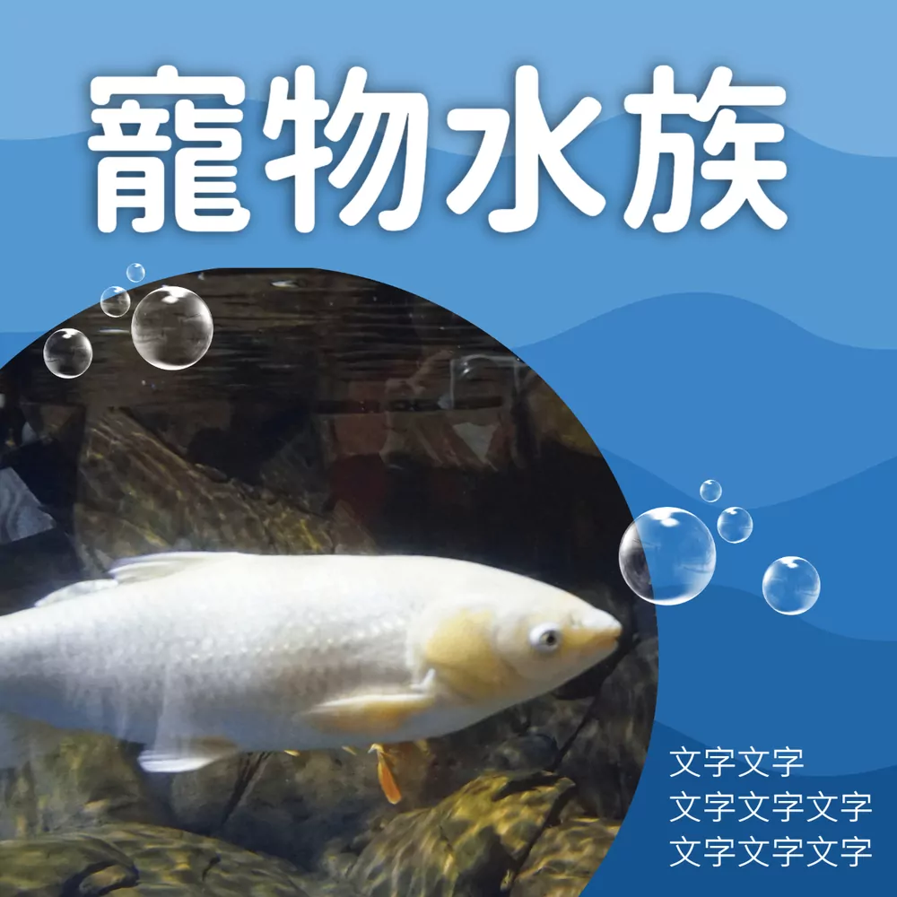 寵物魚